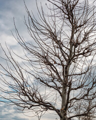 Trees in the park outdoor