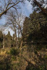 Trees in the park outdoor