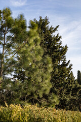 Trees in the park outdoor