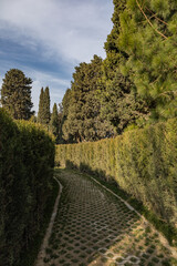 Ornamental Garden with Topiary Landscaping