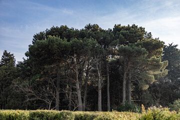 Trees in the park outdoor