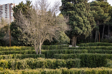 Ornamental Garden with Topiary Landscaping