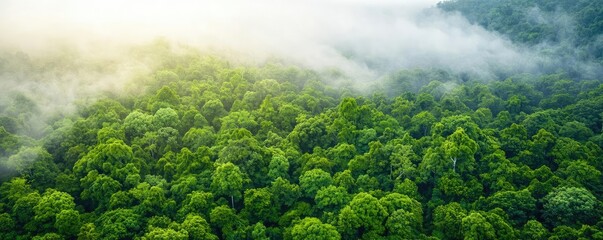 Misty forest nature idea. Aerial view of lush green forest with mist covering treetops at dawn.