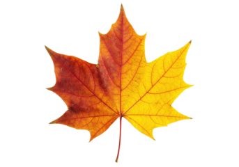 Autumn maple leaf with vibrant red and yellow tones, isolated on white background