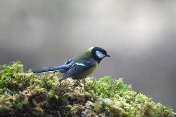 cinciallegra