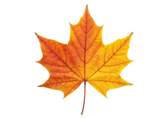 Fototapeta premium Autumn maple leaf with vibrant red and yellow tones, isolated on white background