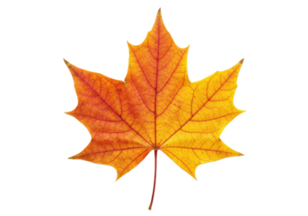 Autumn maple leaf with vibrant red and yellow tones, isolated on white background