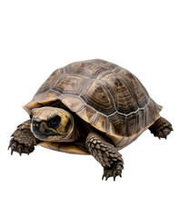 Obraz premium A small turtle with a patterned shell, resting comfortably on a white surface. Transparent background