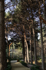 Trees in the park outdoor