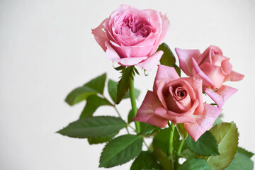 ピンクとブラウンのばら