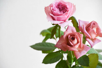 ブラウンとピンクのばら