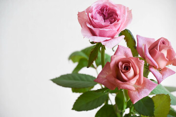 ピンクとブラウンのばら