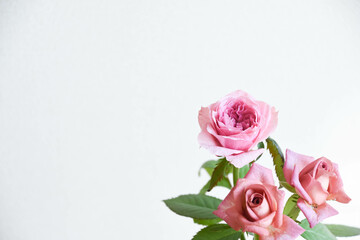 ピンクとブラウンのばら