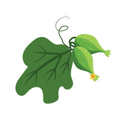 Fresh, green, healthy cucumber, sliced ​​into pieces, isolated on white background. Suitable for concepts related to healthy eating, vegetarian food, organic products and natural ingredients.