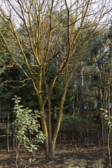 Trees in the park outdoor