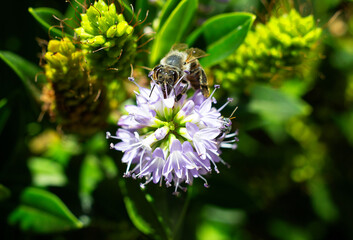 A bee on a flower in summer in Chile