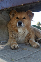 A stray dog ​​under a bench in a park in Chile