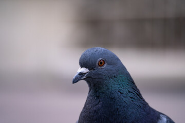 Pigeon birds in Krakow, Poland. Common pigeons or dove, domestic bird.