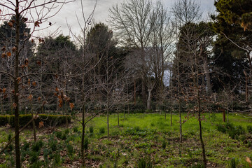 Trees in the park outdoor