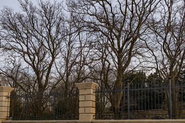 Trees in the park outdoor
