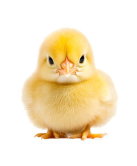 Obraz premium A cute baby chick, yellow and fluffy, resting on a white surface. Transparent background