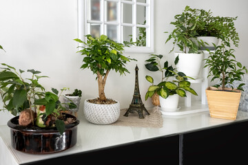 Houseplants stand on the chest of drawers, near the mirror in the living room. Photo