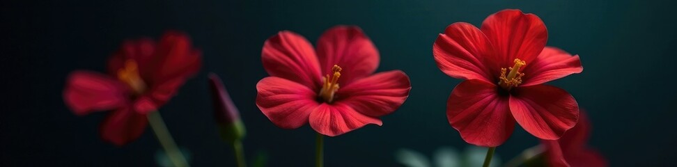 Isolated calibrachoa flower on a dark background with bright lights, dark, bloom, botanical