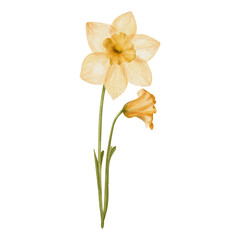 daffodil flower isolated on white, watercolor