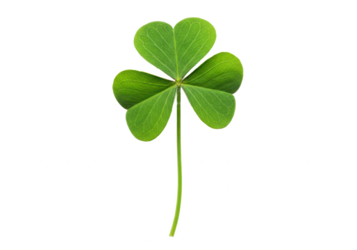 A vibrant green four-leaf clover with a long stem, isolated on white background