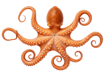 A vibrant orange octopus with detailed tentacles spread out, isolated on white background