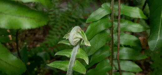 Sepat fern or centipede fern (Nephrolepis cordifolia) is a fern plant and belongs to the...
