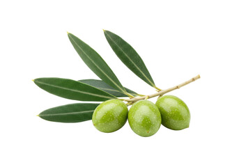 A small branch of green olives with dark green leaves, isolated on white background