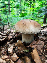 Close-up of a wild mushroom in a forest with leaves and greenery