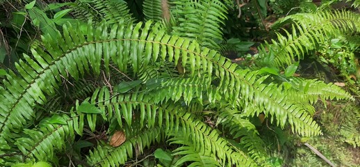 Sepat fern or centipede fern (Nephrolepis cordifolia) is a fern plant and belongs to the...