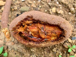 Close up of rooten Swietenia macrophylla or mahogany fruit that fallen on the ground. The fruit of mahogany can using for hyperglicemic medical