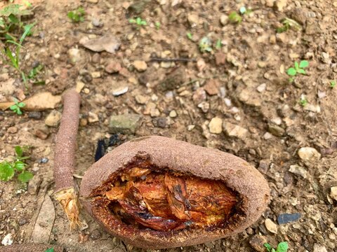 Close up of rooten Swietenia macrophylla or mahogany fruit that fallen on the ground. The fruit of mahogany can using for hyperglicemic medical