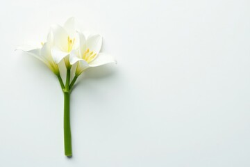 A minimalist cross made from simple white lily stems on a clean white surface, white, leafy, simple