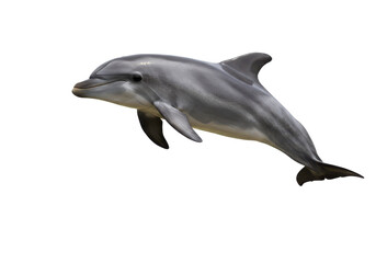 Naklejka premium Dolphin isolated on white background, no depth of field, sharp.
