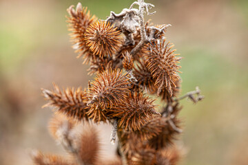Medicinal rough cocklebur plant on forest. Detail photo of Xanthium strumarium. Selective focus.