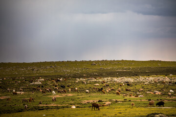 Baihaba Scenic Area in Altay, Xinjiang, China