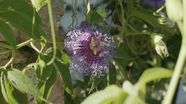 Passiflora flowers or passion vines; flowering plant in blossom close up.