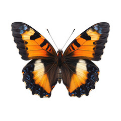 Fototapeta premium Butterfly isolated on transparent background