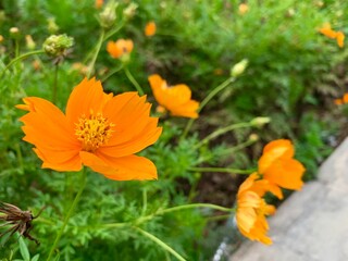Close beautiful orange flower or Kenikir flower or Cosmos sulphureus that blooming in garden