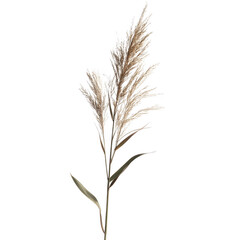 Stylish dried pampas grass arrangement with elegant feathery plumes and lush green leaves