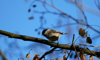 Marsh tit (Poecile palustris) perched on mossy branch against clear blue sky in sunlight
