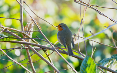 European robin (rithacus rubecula) perched on branch with blurred green foliage in background