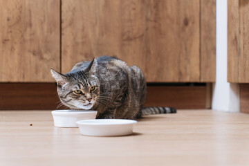 domestic tabby cat eating from white bowl in kitchen