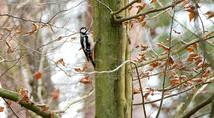 Great spotted woodpecker (Dendrocopos major) clinging to mossy tree in autumn forest