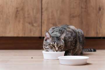 domestic tabby cat eating from white bowl in kitchen