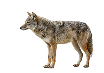 Obraz premium A lone coyote Canis latrans isolated on white background, no depth of field, sharp.